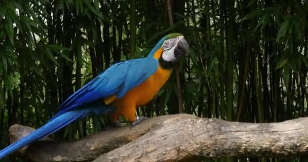 Guacamayo Azul Amarillo Ara Ararauna Par Tiempo Carrete — Vídeos de Stock