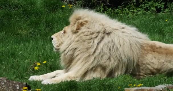 White Lion Panthera Leo Krugensis Male Laying Real Time — Stock video