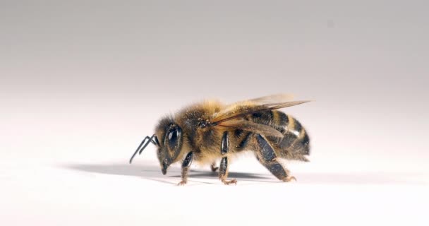 Европейская Медовая Пчела Apis Mellifera Черная Пчела Белом Фоне Norhaby — стоковое видео
