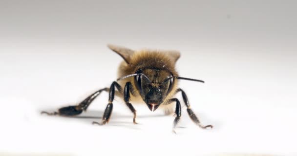 Europäische Honigbiene Apis Mellifera Schwarze Biene Vor Weißem Hintergrund Normandie — Stockvideo