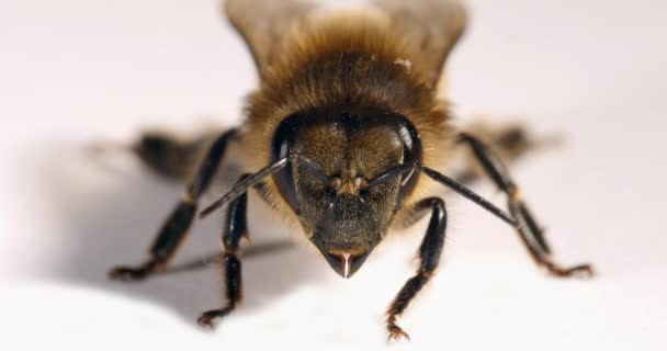 Europejska Pszczoła Miodna Apis Mellifera Czarna Pszczoła Białym Tle Normandia — Wideo stockowe