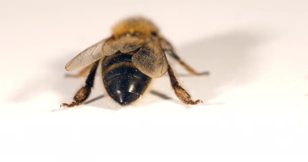 Abelha Mel Europeia Apis Mellifera Abelha Negra Contra Fundo Branco — Vídeo de Stock