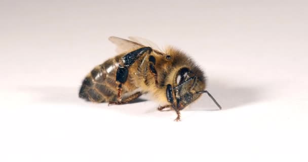Európai Mézelő Méhecske Apis Mellifera Fekete Méhecske Fehér Háttérrel Próbál — Stock videók
