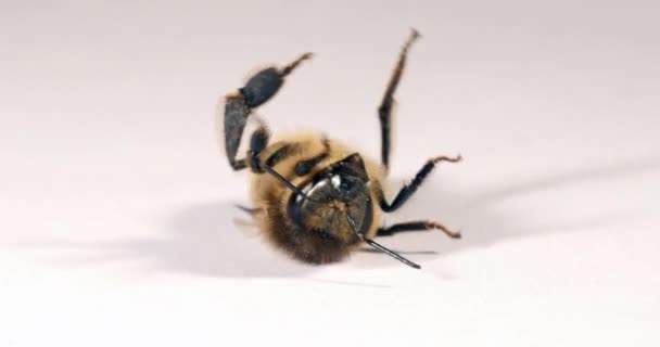 Abeja Miel Europea Apis Mellifera Abeja Negra Sobre Fondo Blanco — Vídeo de stock