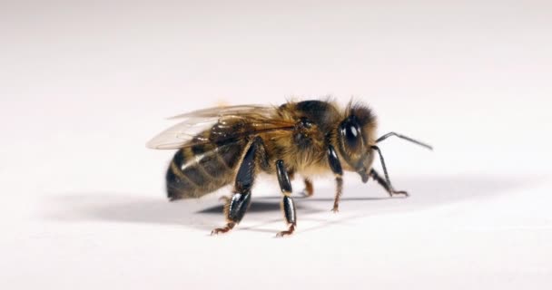 Európai Mézelő Méh Apis Mellifera Fekete Méh Fehér Háttér Ellen — Stock videók