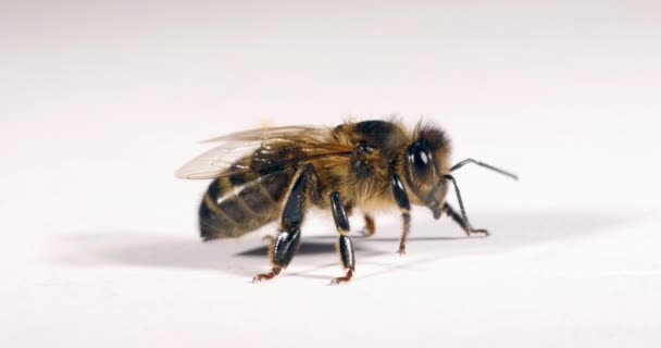 Abeja Miel Europea Apis Mellifera Abeja Negra Contra Fondo Blanco — Vídeo de stock