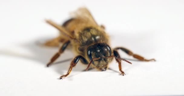 Europäische Honigbiene Apis Mellifera Königin Vor Weißem Hintergrund Normandie Echtzeit — Stockvideo