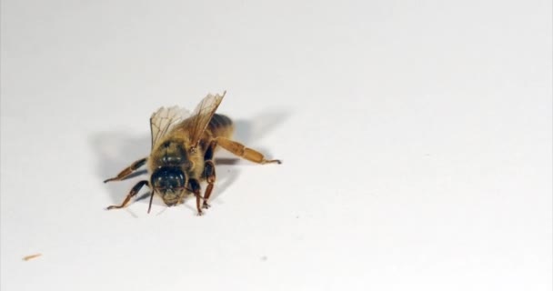 Abelha Mel Europeia Apis Mellifera Queen Grooming Contra Fundo Branco — Vídeo de Stock