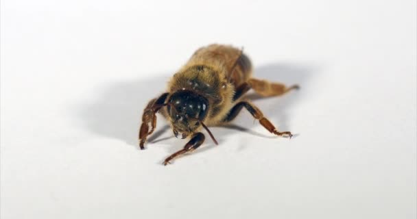 Abelha Mel Europeia Apis Mellifera Queen Grooming Contra Fundo Branco — Vídeo de Stock