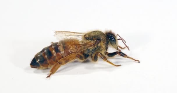 Europejska Pszczoła Miodna Apis Mellifera Królowa Białym Tle Normandia Real — Wideo stockowe