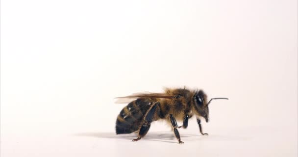 Abeja Miel Europea Apis Mellifera Abeja Negra Acicalándose Contra Fondo — Vídeo de stock