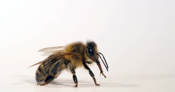 European Honey Bee, apis mellifera, Black Bee grooming against White background, Normandia, Real Time 4k