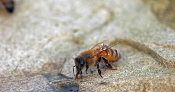 Abeja Miel Europea Apis Mellifera Abejas Bebiendo Agua Una Piedra — Vídeo de stock