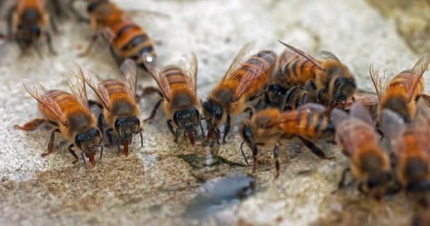 Европейская Медовая Пчела Apis Mellifera Пчелы Пьют Воду Камне Norhaby — стоковое видео