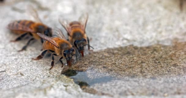 Europese Honingbij Apis Mellifera Bijen Drinken Water Een Steen Normandië — Stockvideo