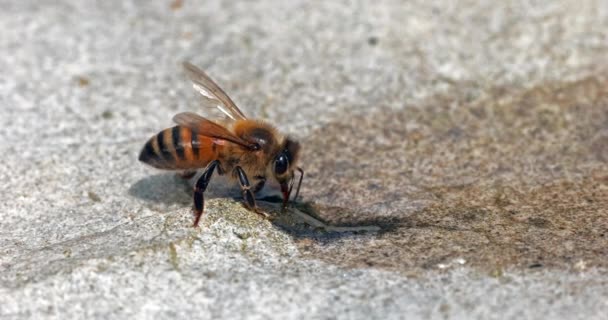 Abelha Mel Europeia Apis Mellifera Abelhas Bebendo Água Uma Pedra — Vídeo de Stock