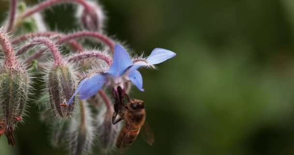 Európai Mézelő Méh Apis Mellifera Méhek Borágó Virágot Hajtanak Beporzásról — Stock videók