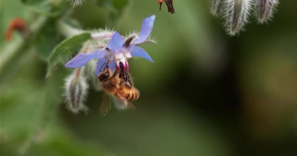 Европейская Медовая Пчела Apis Mellifera Пчела Забирающая Цветок Боража Закон — стоковое видео