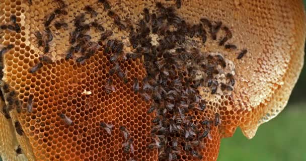 Europese Honingbij Apis Mellifera Zwarte Bijen Een Wilde Straal Alveolus — Stockvideo