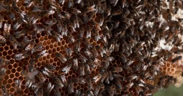 Europäische Honigbiene Apis Mellifera Schwarze Bienen Auf Einem Wildstrahl Bienenstock — Stockvideo