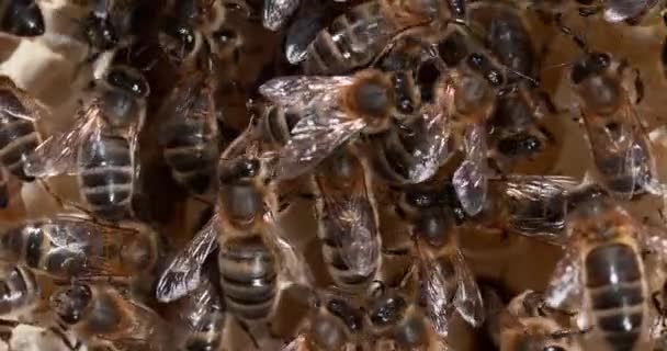 Abeja Miel Europea Apis Mellifera Abejas Negras Rayo Salvaje Alveolo — Vídeos de Stock