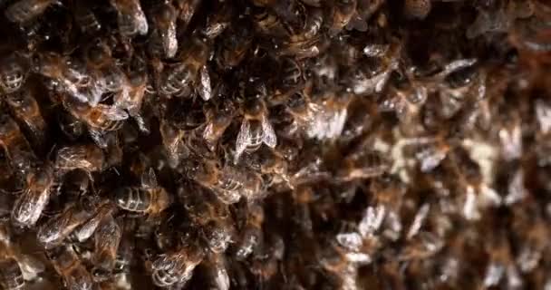Europese Honingbij Apis Mellifera Zwarte Bijen Een Wilde Straal Bijenkorf — Stockvideo
