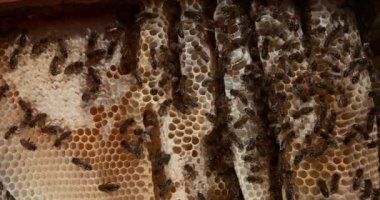 Avrupa Bal Arısı, Apis Mellifera, Vahşi Ray üzerinde çalışan arılar, Balla dolu Alveolus, Normandiya Saati 4k