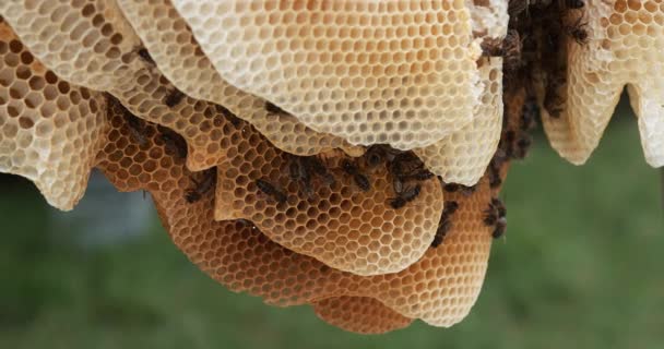 European Honey Bee Apis Mellifera Black Bees Vild Ray Bee — Stockvideo
