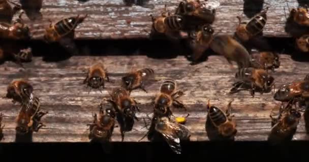 Abelha Mel Europeia Apis Mellifera Abelhas Negras Entrada Colmeia Inseto — Vídeo de Stock