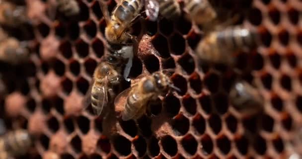 Europäische Honigbiene Apis Mellifera Bienen Die Eingang Des Bienenstocks Stehen — Stockvideo