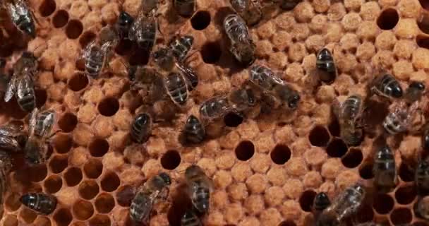 Europese Honingbij Apis Mellifera Bijen Die Aan Een Wilde Straal — Stockvideo