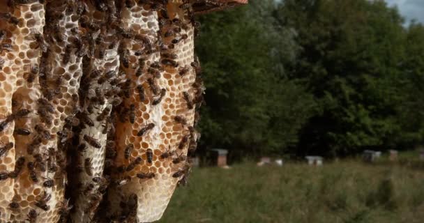 European Honey Bee Apis Mellifera Bees Working Wild Ray Alveolus — Stock videók