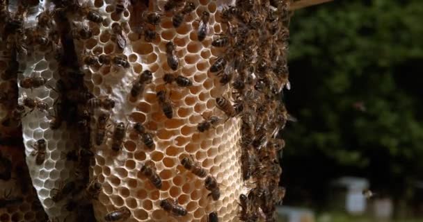 Europäische Honigbiene Apis Mellifera Bienen Die Einem Wildstrahl Arbeiten Mit — Stockvideo