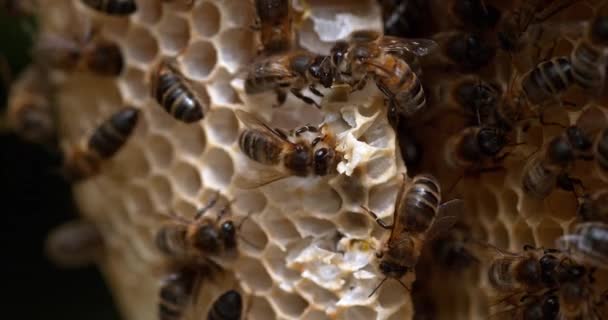 Europäische Honigbiene Apis Mellifera Bienen Die Einem Wildstrahl Arbeiten Mit — Stockvideo