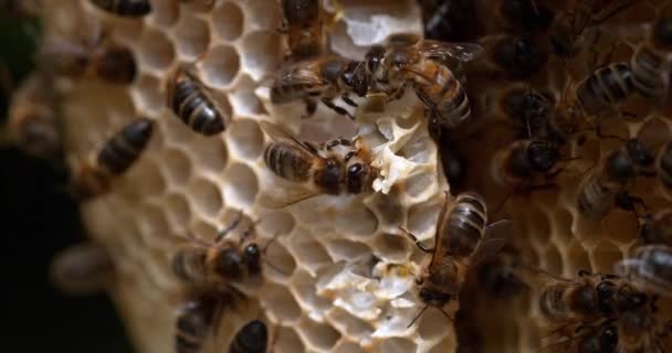 Europese Honingbij Apis Mellifera Bijen Werken Aan Een Wilde Straal — Stockvideo