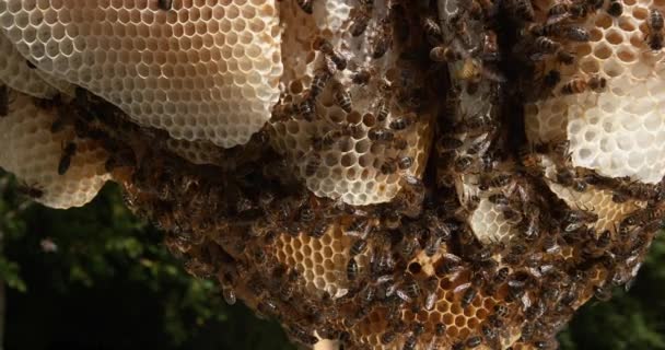 European Honey Bee Apis Mellifera Bees Working Wild Ray Natural — Stock videók