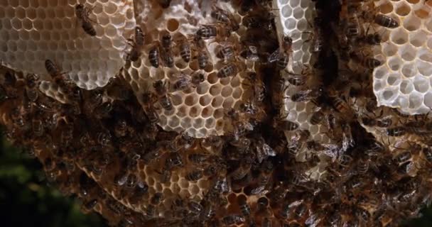 Abeja Europea Miel Apis Mellifera Abejas Trabajando Rayo Salvaje Natural — Vídeo de stock