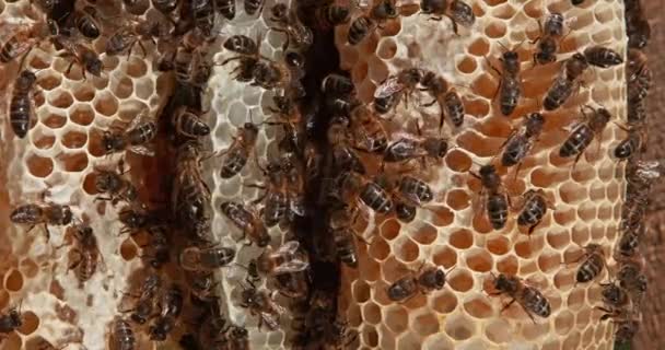 Europese Honingbij Apis Mellifera Bijen Die Aan Een Wilde Straal — Stockvideo