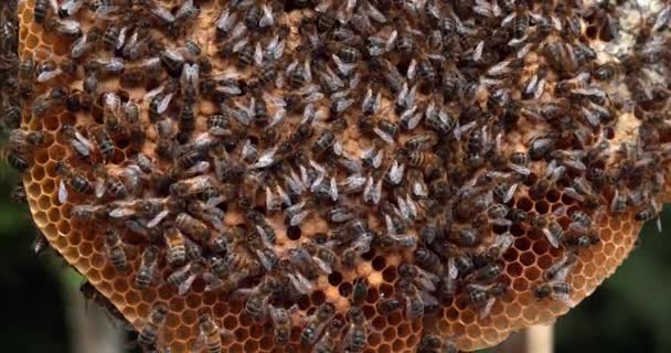 Europejska Pszczoła Miodna Apis Mellifera Pszczoły Pracujące Dzikim Promieniu Natural — Wideo stockowe