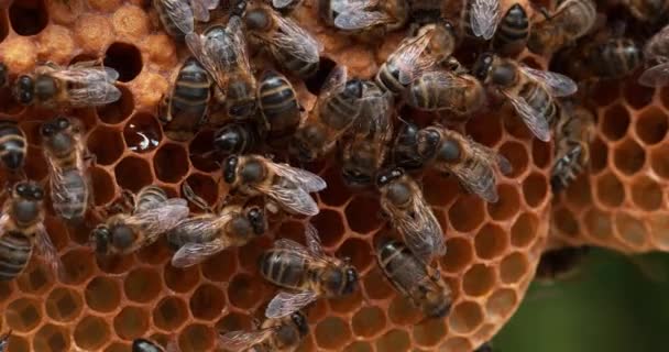 Avrupa Bal Arısı Apis Mellifera Vahşi Ray Üzerinde Çalışan Arılar — Stok video