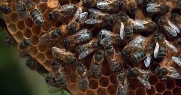European Honey Bee Apis Mellifera Bees Working Wild Ray Natural — Stockvideo