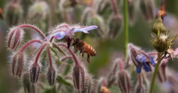 Abeja Miel Europea Apis Mellifera Bee Booting Una Flor Borraja — Vídeos de Stock
