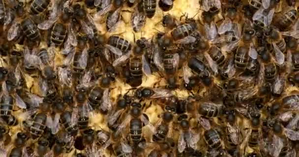 European Honey Bee Apis Mellifera Bees Wild Ray Bees Working — Video