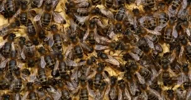 欧洲蜂蜜蜜蜂 美洲蜜蜂 野生雷上的蜜蜂 在阿尔韦勒斯上工作的蜜蜂 中间的女王 诺曼底 实时4K — 图库视频影像