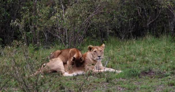 León Africano Pantera Leo Madre Cachorro Jugando Masai Mara Park — Vídeo de stock