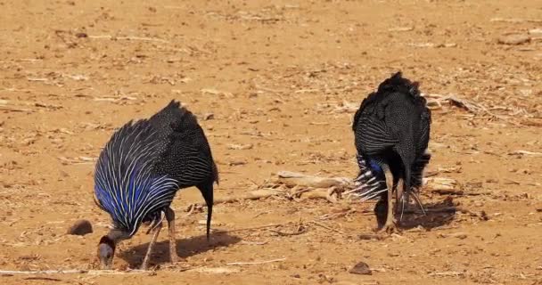 Vulturine Guineafowl Acryllium Vulturinum Csoport Kenyai Samburu Parkban Real Time — Stock videók
