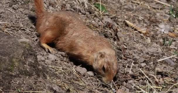 Black Tailed Prairie Dog Cynomys Ludovicianus Standing Den Entrance Real — стоковое видео