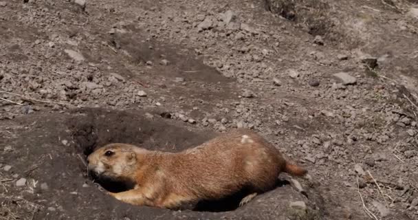 Chien de prairie à queue noire, cynomys ludovicianus, debout à l'entrée Den, temps réel 4K 