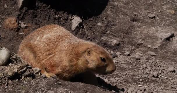 Perro Pradera Cola Negra Cynomys Ludovicianus Pie Entrada Guarida Tiempo — Vídeos de Stock