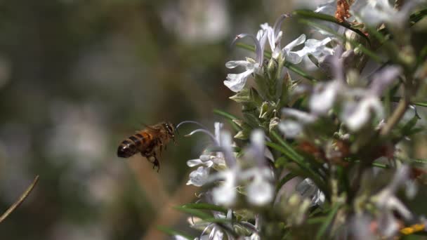 Abeja Miel Europea Apis Mellifera Abeja Vuelo Forrajeando Una Flor — Vídeo de stock